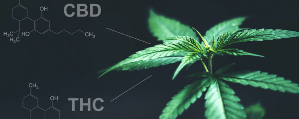 CBD vs THC