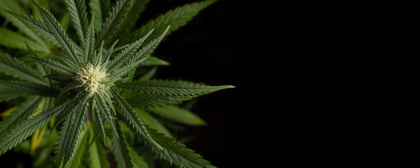 CBD