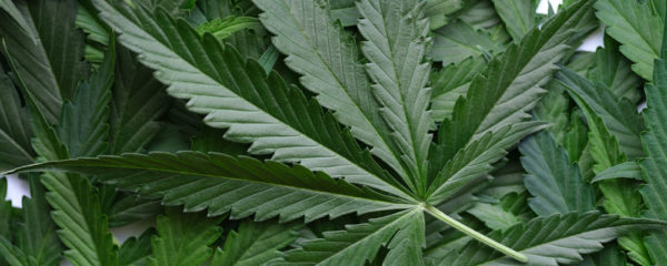 CBD
