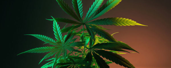 CBD