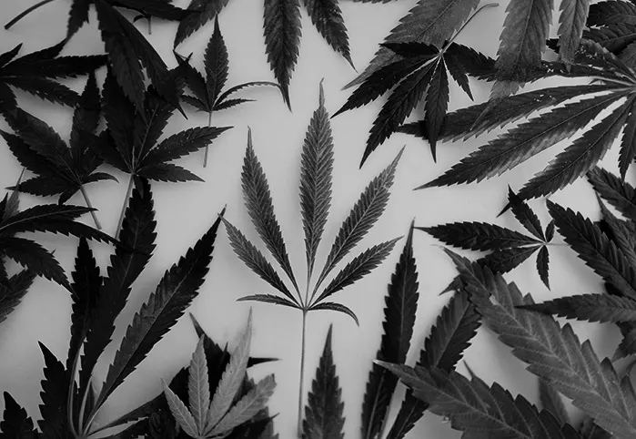 Le monde du CBD - Les variétés de cannabis
